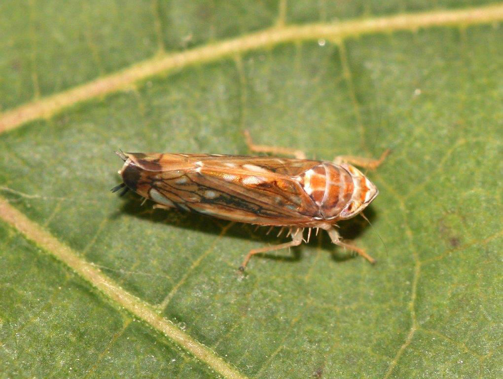 Scaphoideus titanus
