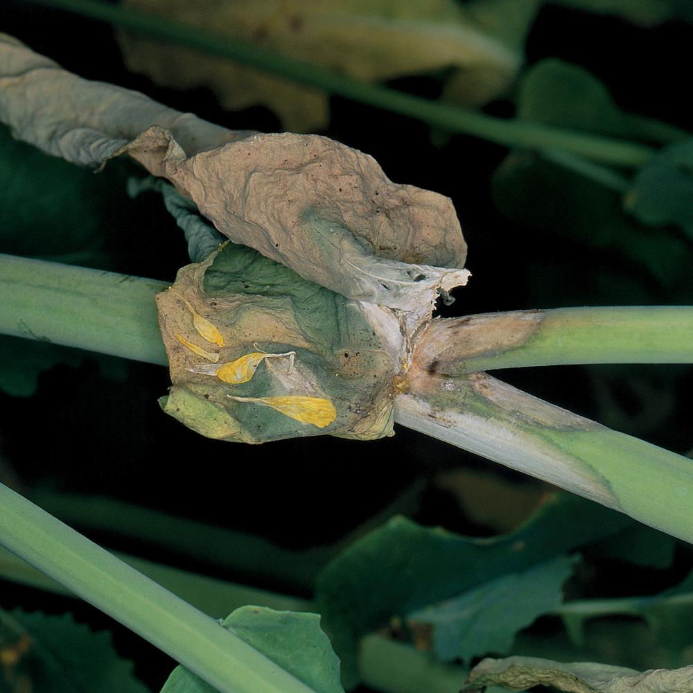 Sclerotinia Rot