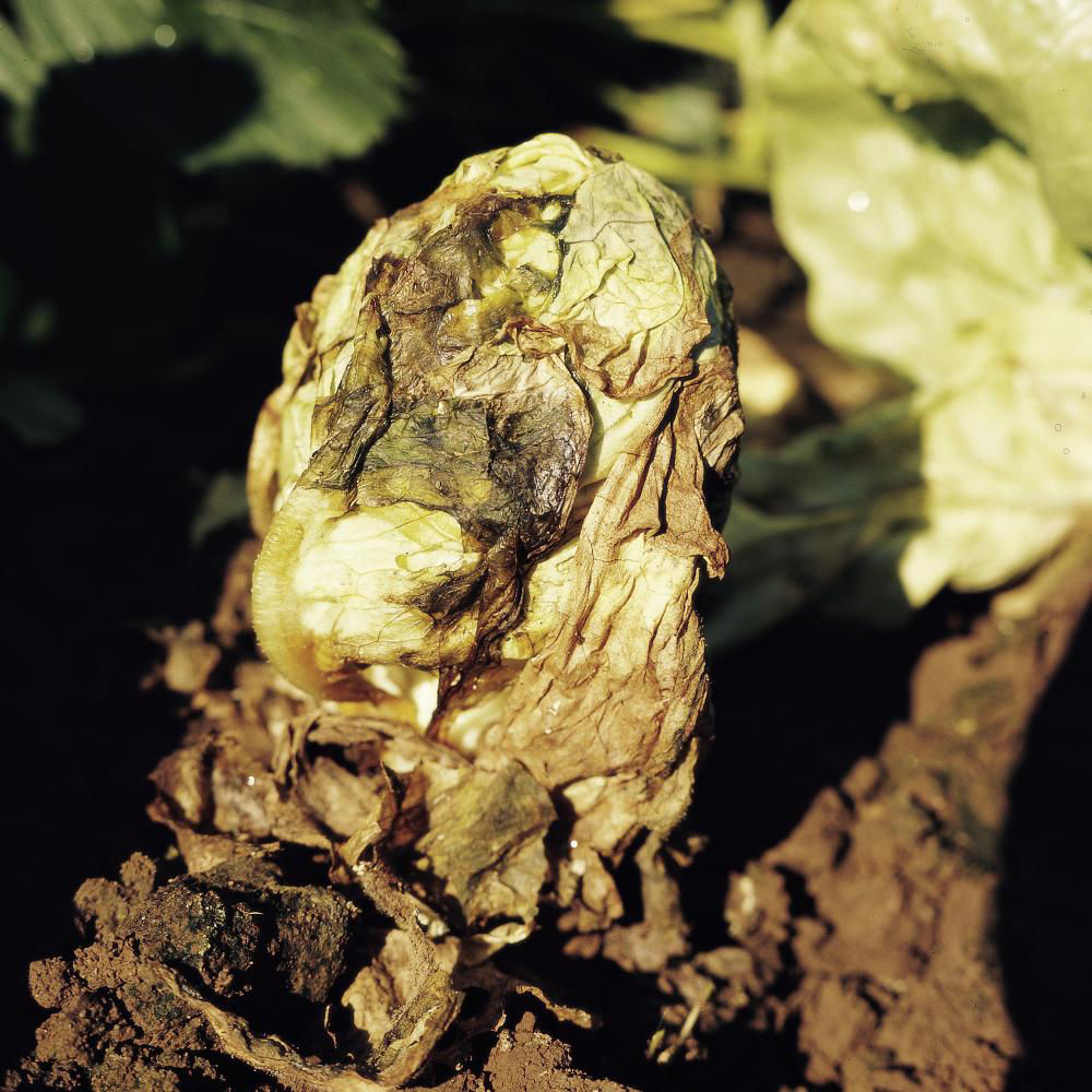 Sclerotinia Rot