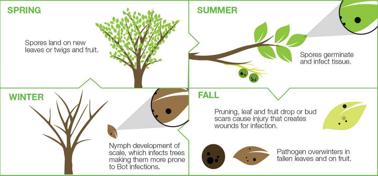 Seasons Graph