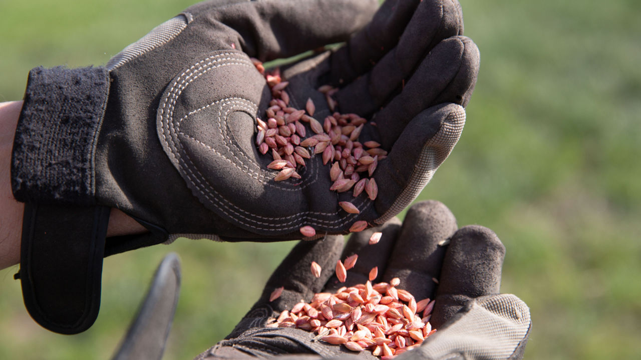 A close-up image of a person wearing black work gloves holding a handful of red seed treated barley seeds, with a blurred green background.