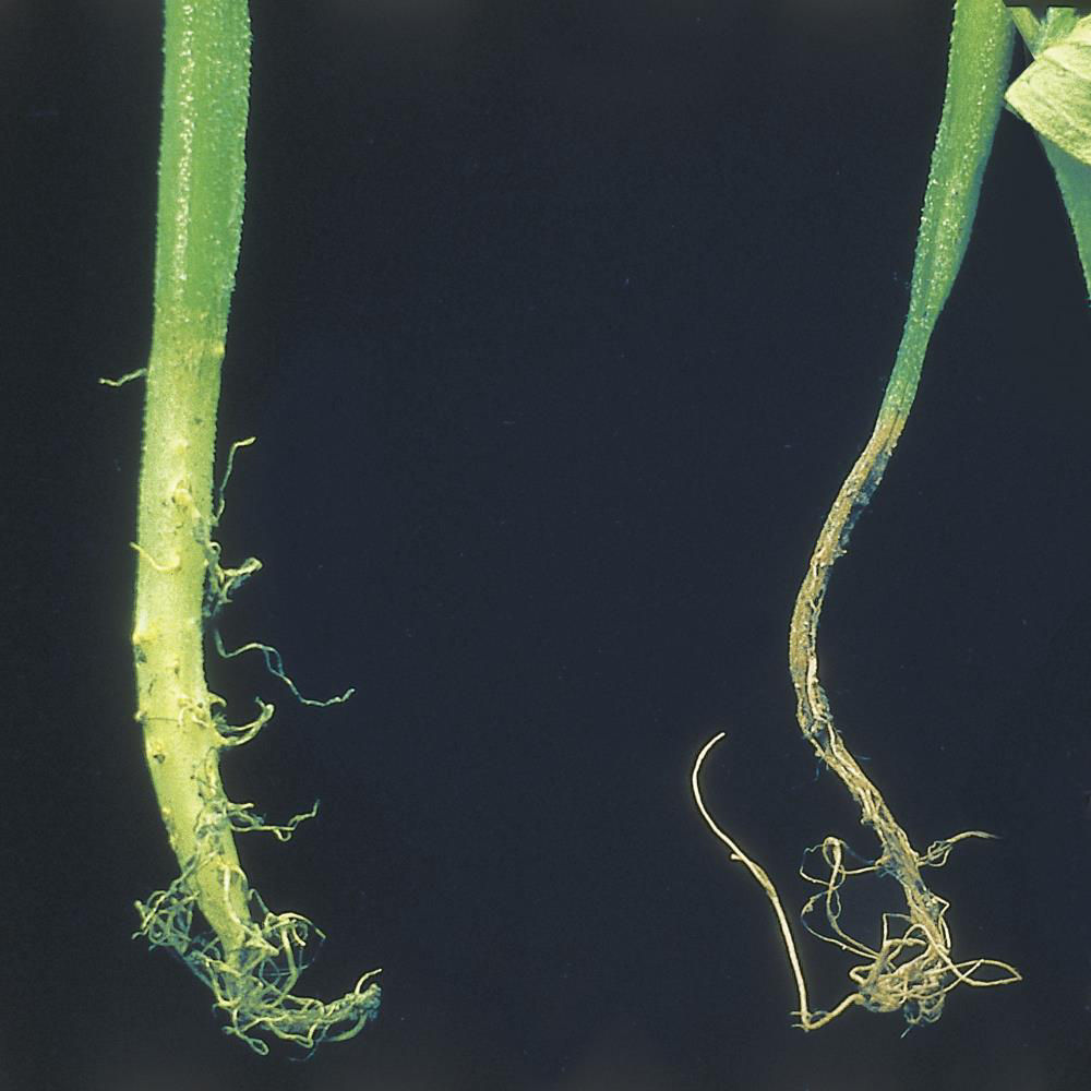 Seedling Diseases