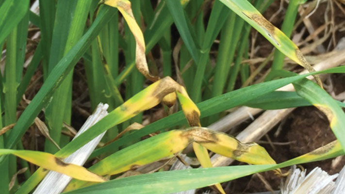 Septoria tritici blotch (STB), also known as septoria leaf spot or speckled leaf blotch, is a fungal foliar disease affecting wheat in Australia.