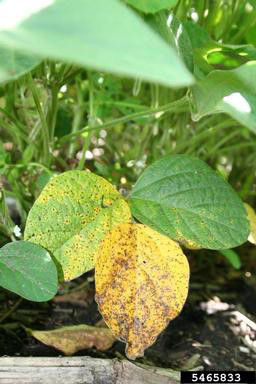 septorialeafThe small, irregularly shaped brown spots or lesions of Septoria leaf spot are sometimes mistaken for bacterial blight, but brown spot is found on the older, lower leaves.