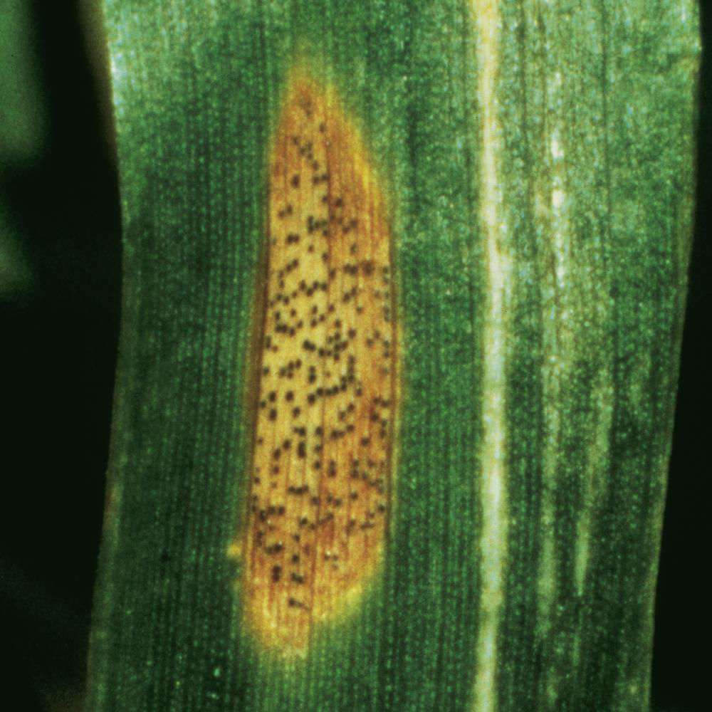 Septoria Leaf Spot