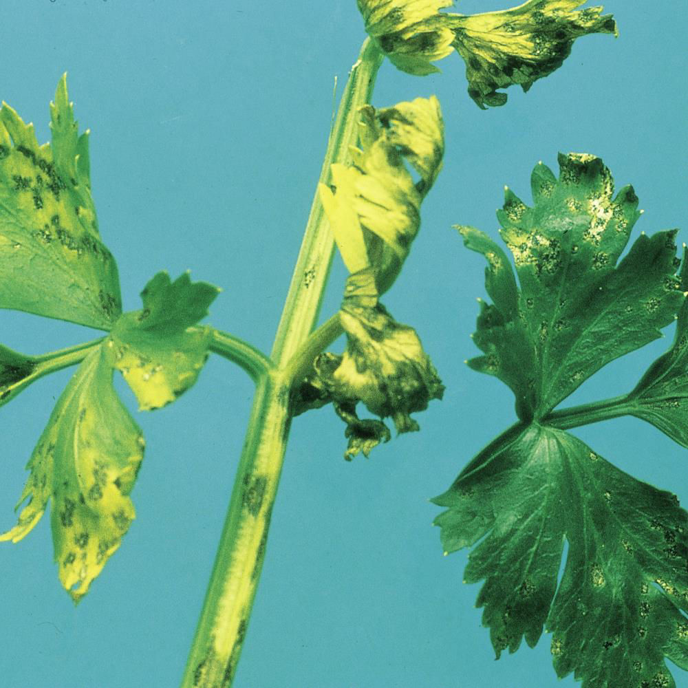 Septoria Leaf Spot