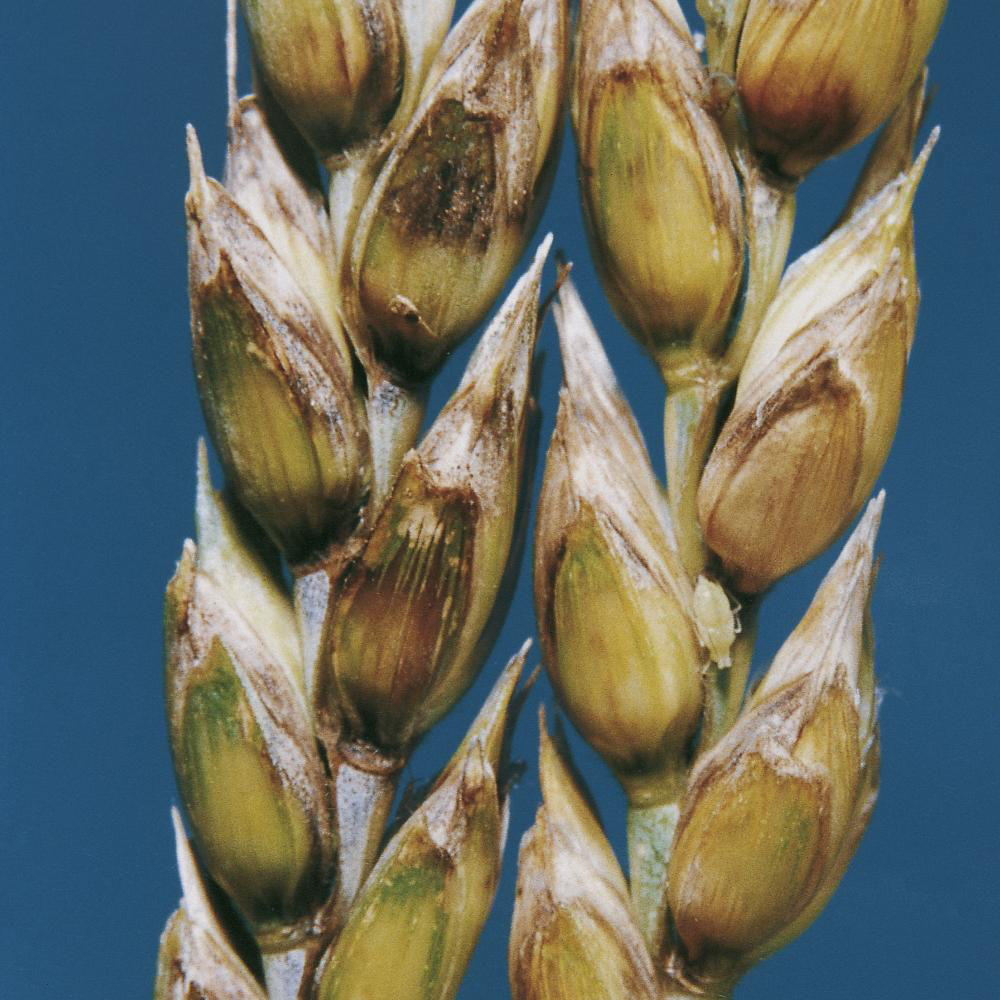 Septoria Nodorum