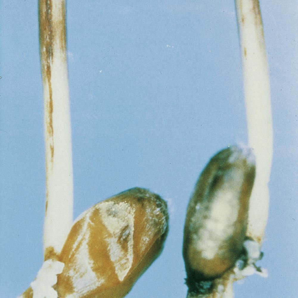 Septoria