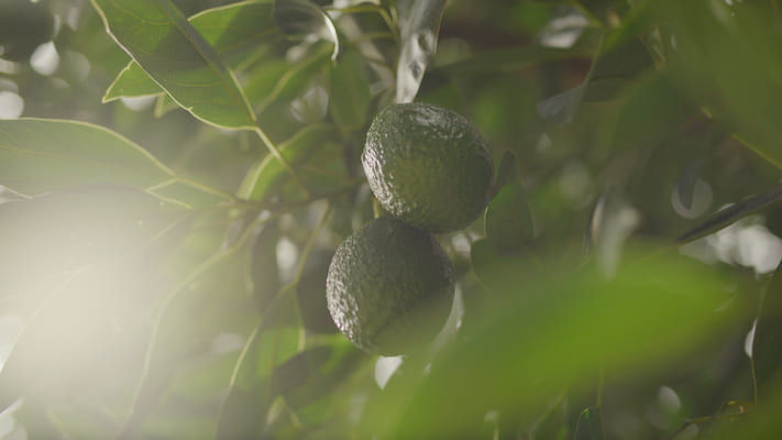 Serenade Prime Ravensbourne Image 4