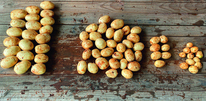 Pictured shows more even grading of fresh potatoes following application of Serenade SOIL ACTIV in a trial near Virginia in South Australia