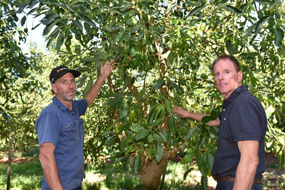 Bayer Horticulture WA Territory Business Manager Ian Cook and avocado grower Nigel Love pictured inspecting some early developing fruit at the Love Family Farms property near Pemberton in South West WA.