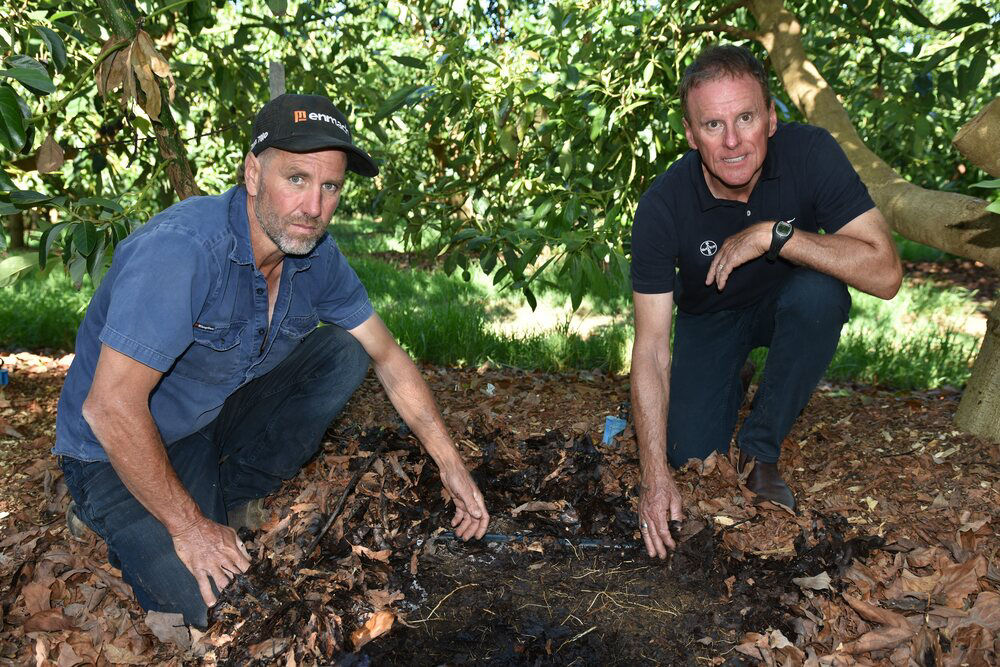 Love’s avocado orchard following applications of Serenade SOIL ACTIV