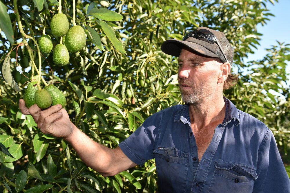 South West WA avocado grower Nigel Love