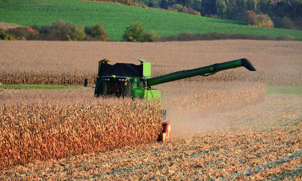 Many signs of disease can be observed from the cab of a combine during harvest.