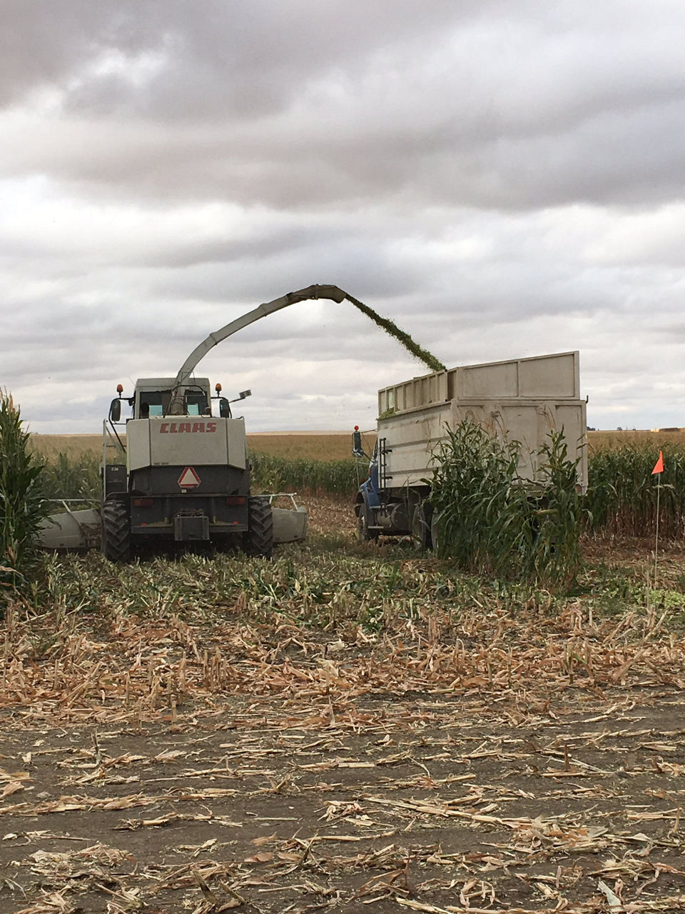High chopping heights allow for earlier harvest timing as lower moisture can be reached before field dry down of the whole plant. 