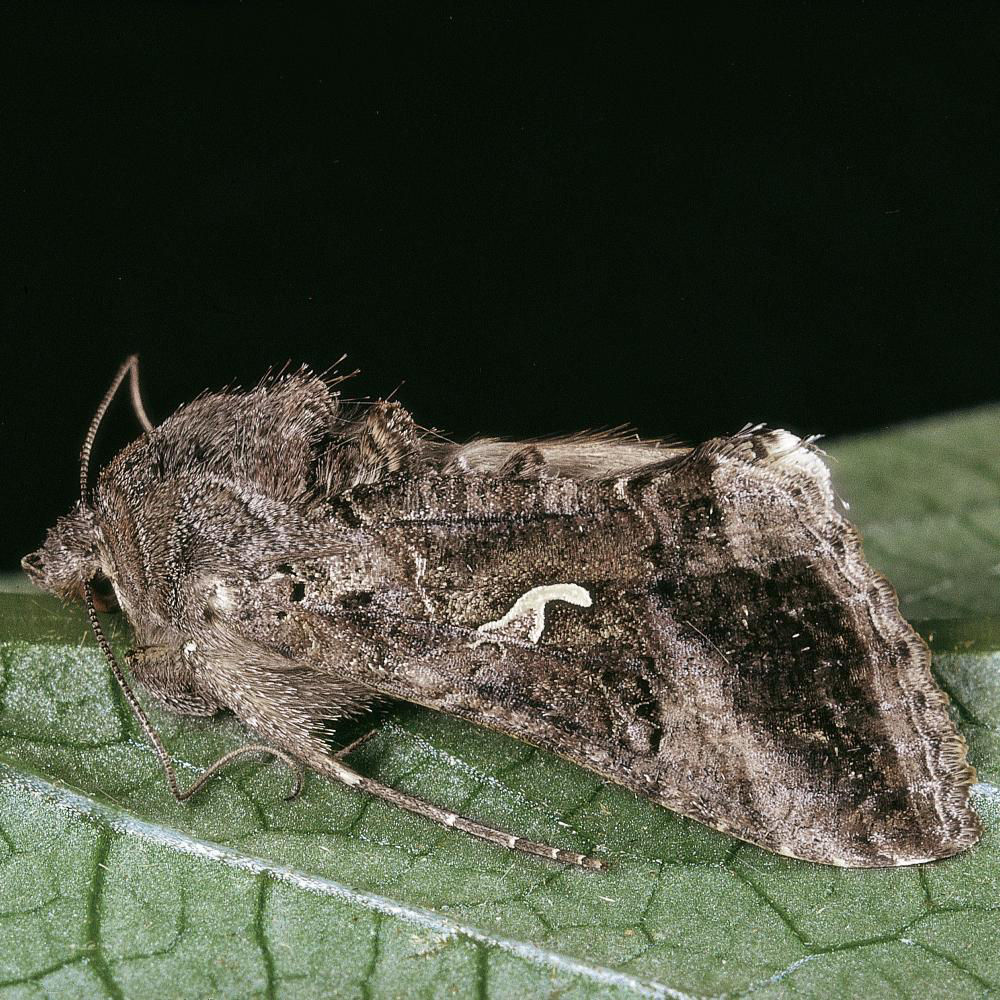 Silver Y Moth