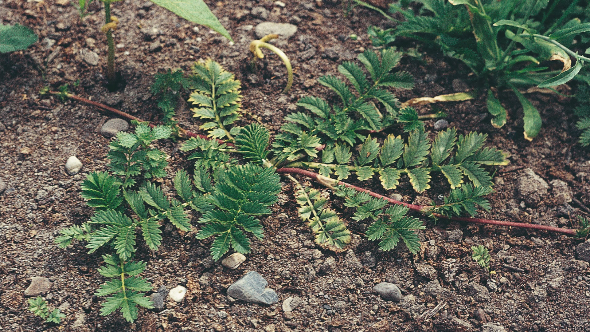 Platkājiņš, maura