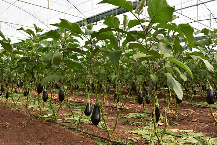 Trial in South Australia demonstrates strong performance of SIVANTO prime Insecticide