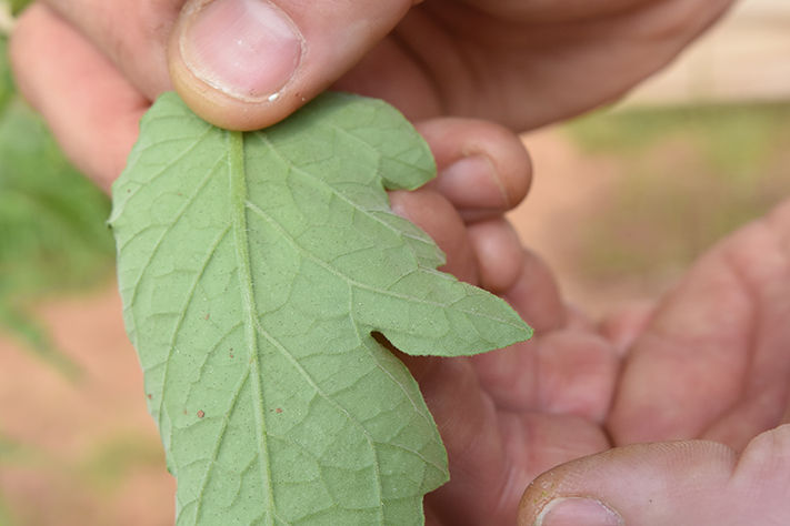 SIVANTO Prime Insecticide efficacy