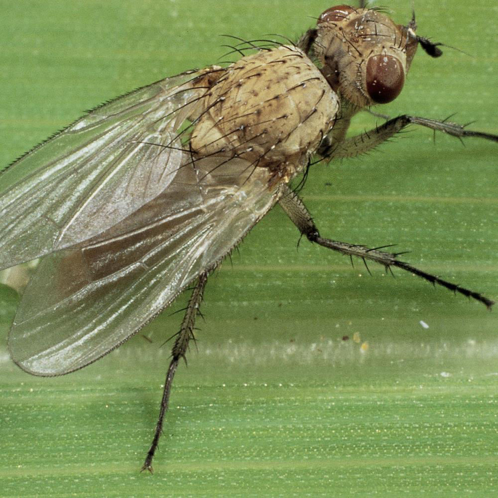 Small And Large Cabbage Fly