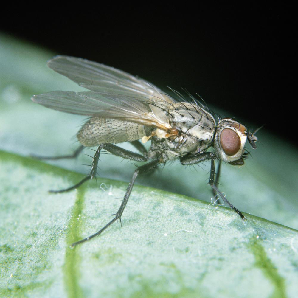 Small And Large Cabbage Fly