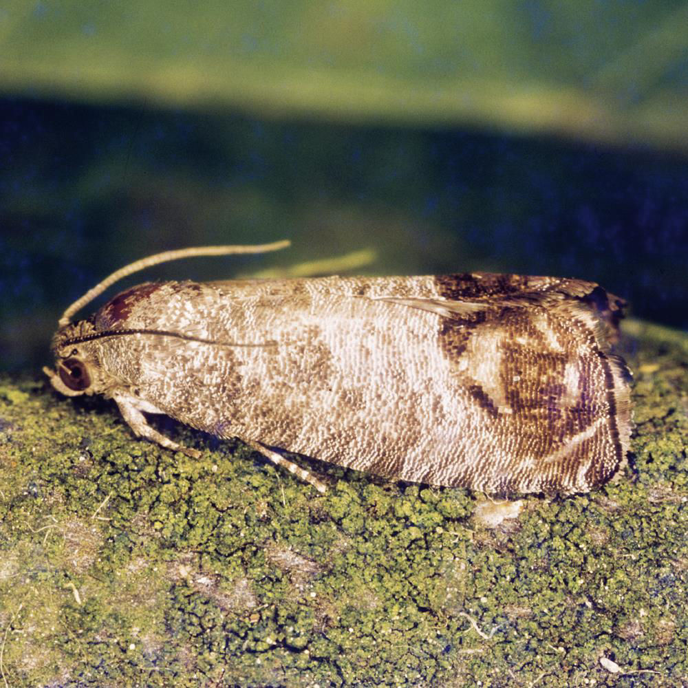 Small Codling Moth