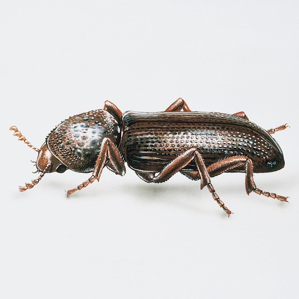 Small Corn Borer