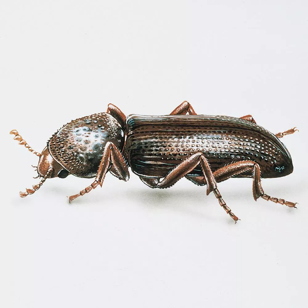 Small Corn Borer