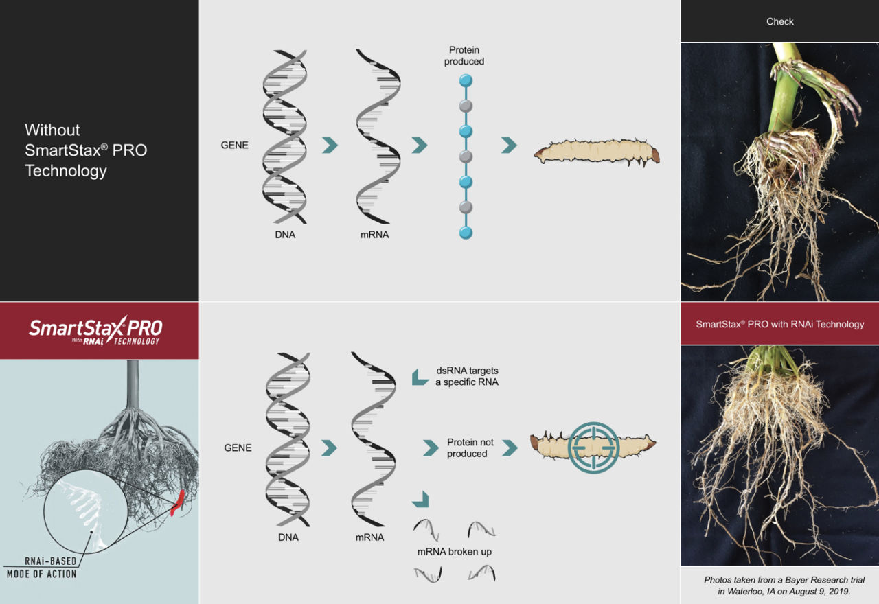 A graphic showing gene composition of corn rootworm at a microscopic level, with images of corn root nodes to the right of each gene. 