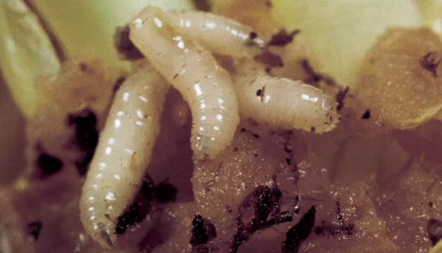 Śmietka cebulanka