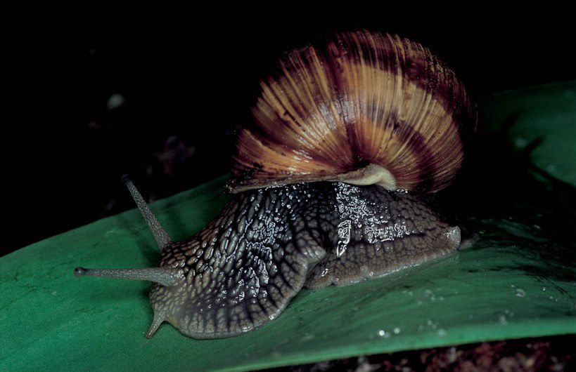 Helix sp. (Schnecke)