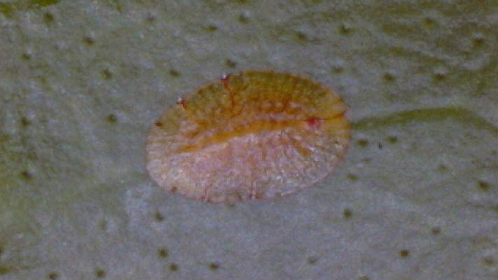 Soft brown scale (SBS), also commonly known as brown soft scale, is common in tropical and sub-tropical citrus growing areas of Australia.