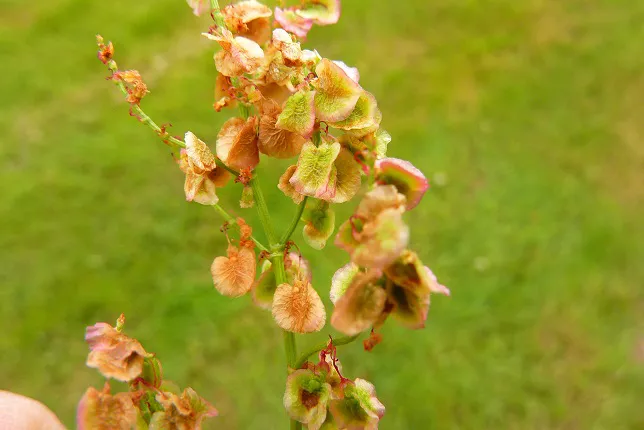 Sorrel
