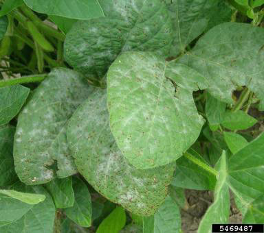 Powdery mildew is easily identified by white, powdery patches that form on all parts of the soybean plant.