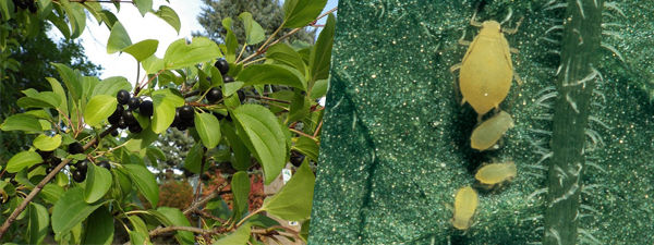 Buckthorn and Soybean aphid