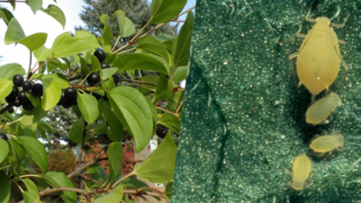Soybean Aphid