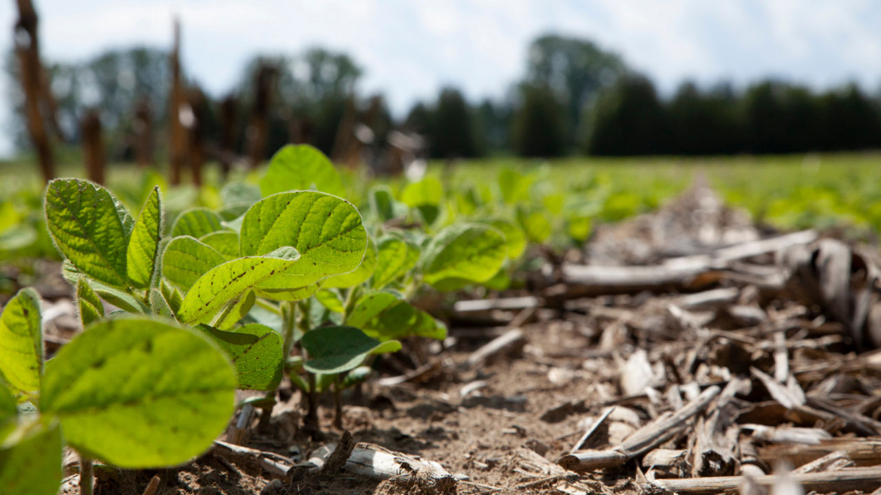 A ground-level view of healthy, young soybean plants growing in rows across a cultivated field, with trees in the distant background and crop residue on the ground.