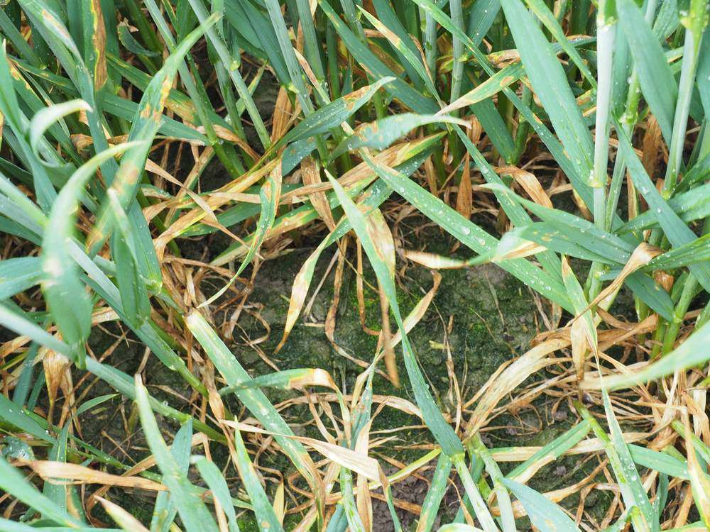 Speckled Leaf Blotch G32 Prosaro