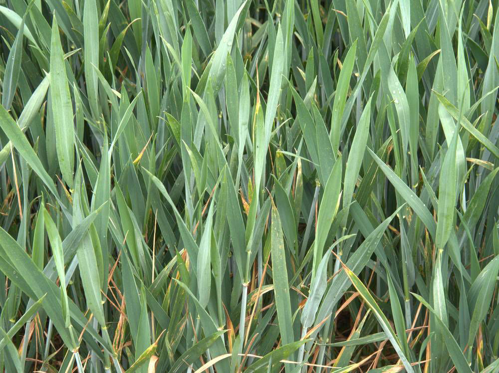 Speckled Leaf Blotch G32 Prosaro Image 2
