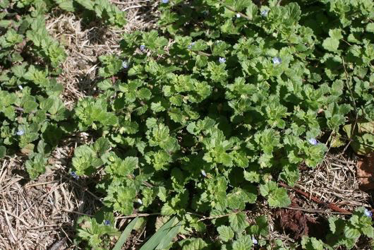 Speedwell