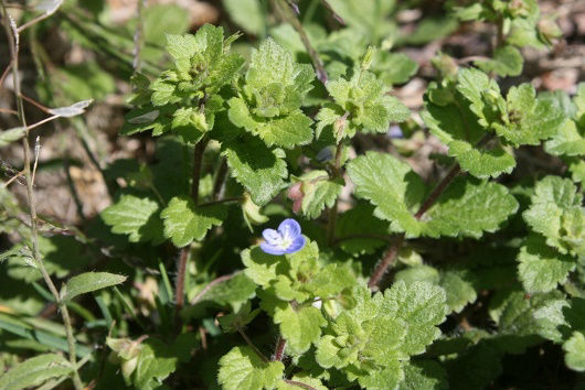 Speedwell