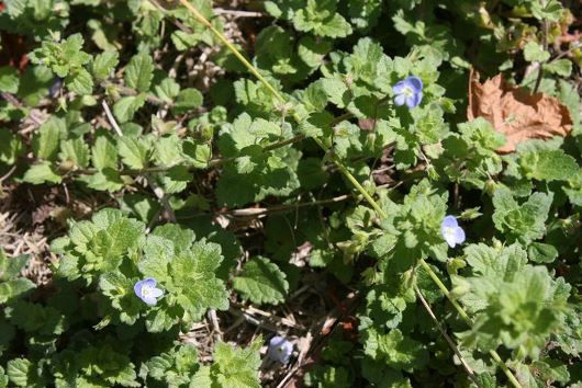 Speedwell
