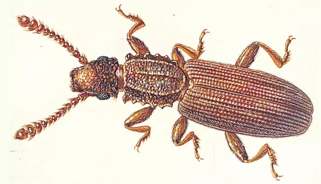 Spichrzel surynamski
