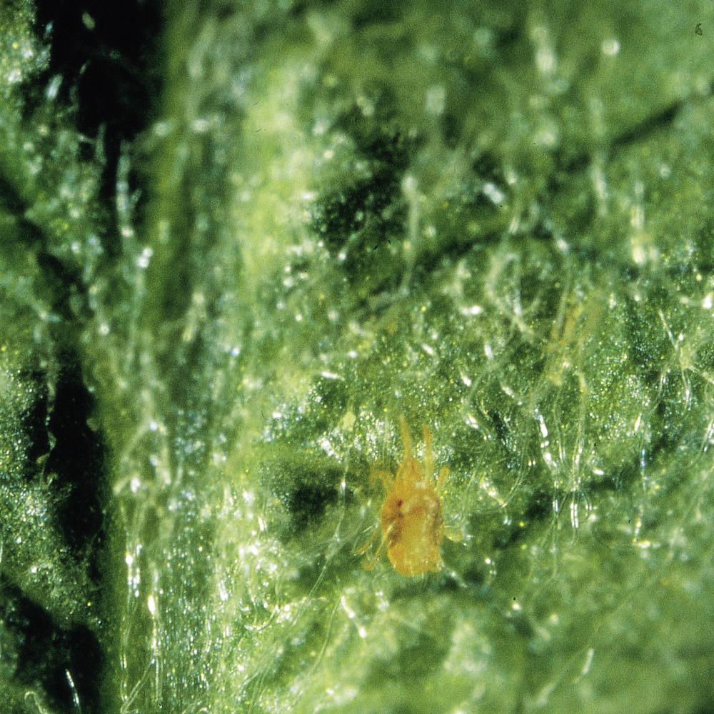 Spider Mite Rich