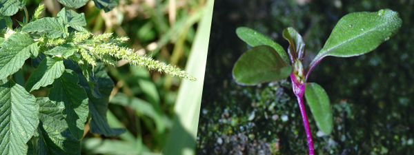 Spiny pigweed and redroot pigweed