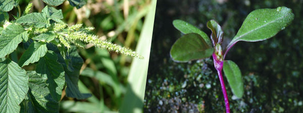 pigweed identification