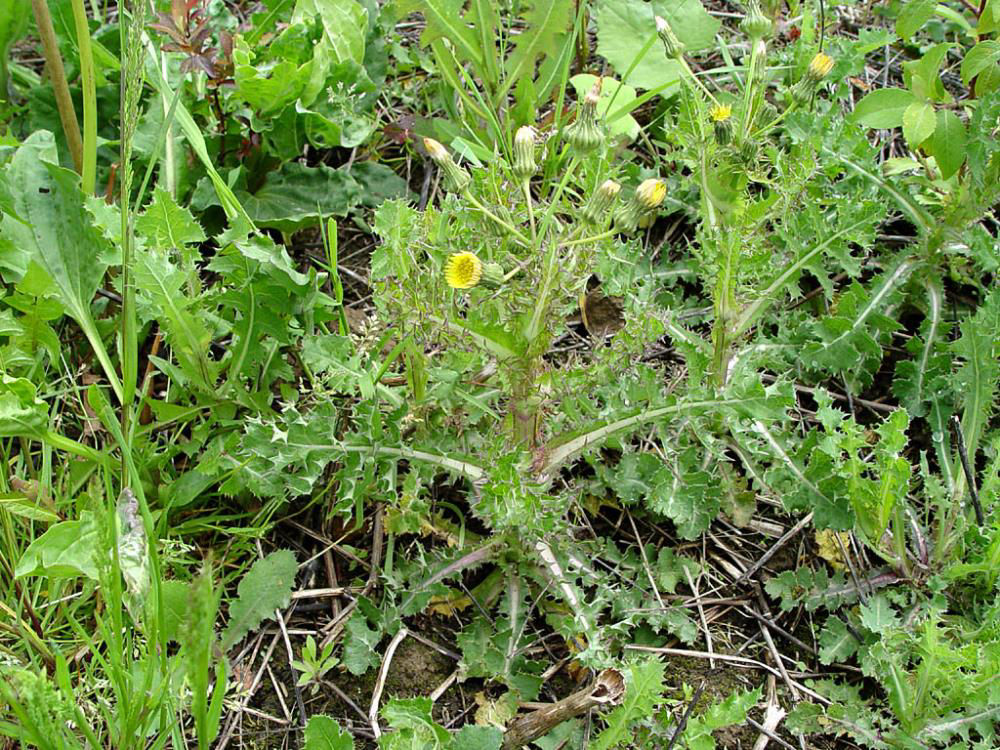 Spiny_Annual_Sow_Thistle
