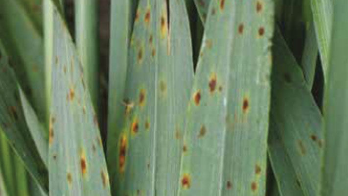 Spot form net blotch (SFNB) is a common foliar disease affecting barley and barley grass in Australia.