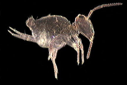 Springtail