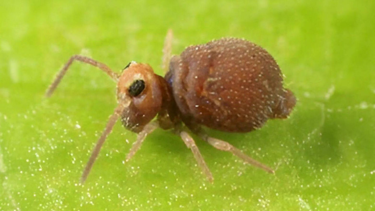 Springtail